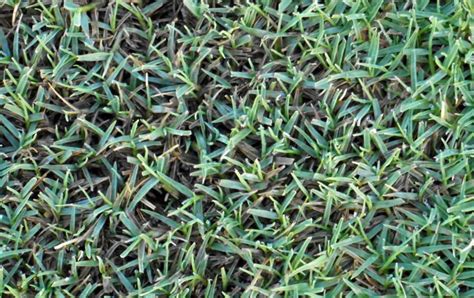 Bermudagrass How To Grow And Care For It