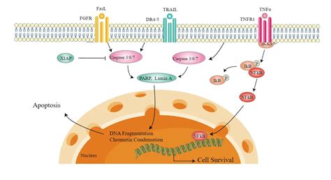 Extrinsic Pathway Of Apoptosis Definition Mechanism Functions