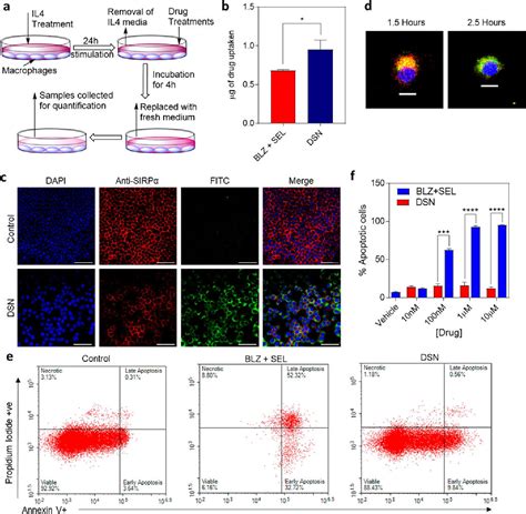 Figure From Dual Inhibition Of Csf R And Mapk Pathways Using