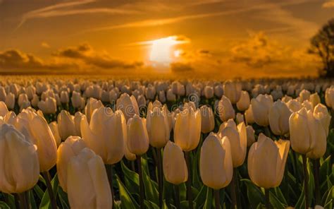 Colorful Tulip Field in the Netherlands in the Flower Bulb Region Stock Image - Image of ...