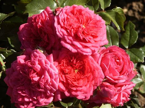 Laguna™ Rose Palatine Fruit And Roses