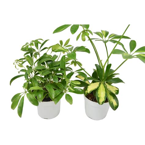2 Different Schefflera Plants Variety Pack- Live House Plant - FREE Ca
