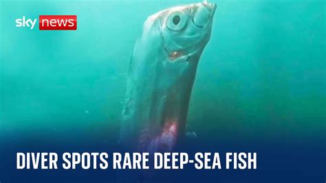 Giant Rare Deep Sea Oarfish Spotted By Divers The Global Herald