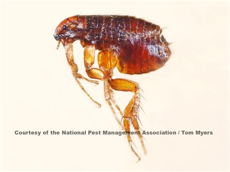 Fleas (Siphonaptera) | Pest Control | Parkersburg, Marietta, Athens