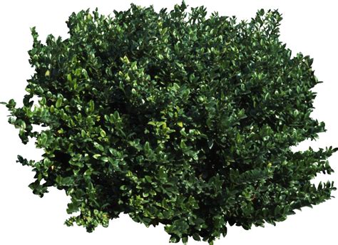 Download High Quality Tree Transparent Background Shrub Transparent Png