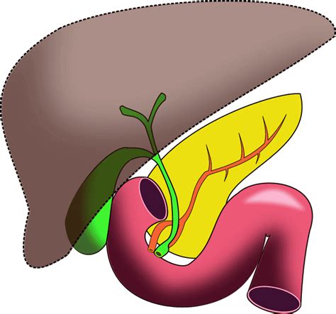 Liver Png Images Wallpapers