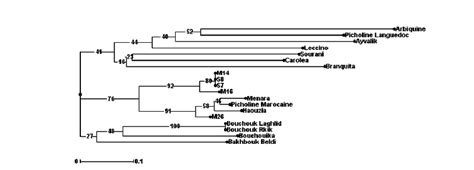 Dendrogram Nj Method Of 19 Olive Genotypes Based On Genetic Distances