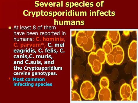 Ppt Cryptosporidium Powerpoint Presentation Id9791