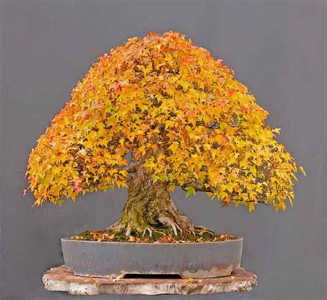 ARCE TRIDENTE Trident Acer Buergerianum Apto Bonsai 100 Semillas Samen