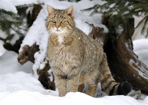 Chat forestier le chat sauvage européen