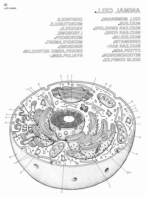 Plant And Animal Cell Coloring Page Answer Key