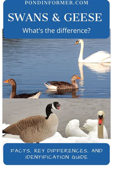 Surprising Differences Between Swans And Geese Swan Goose Different