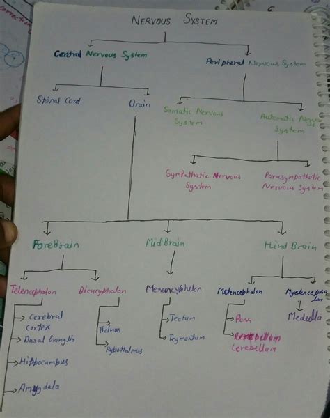 The Nervous System Chart