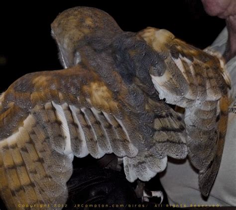 closer look at a barn owl wing anatomy | Barn owl, Owl feather, Owl