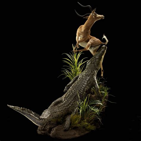 Animal Artistry African Taxidermy Crocodile And Impala Taxidermy