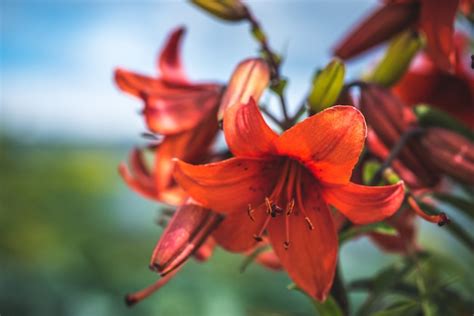 Lirios Rojos Flores Que Crecen En El Jard N Foto Premium