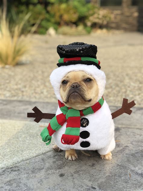 Small Dog Snowman Costume at Alan Schull blog