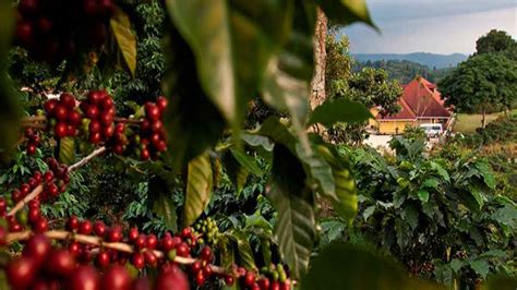 La Incesante Crisis De Café En Chiapas Que Ha Provocado El éxodo De Miles De Campesinos Infobae