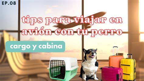 Cómo viajar en avión con tu perro tips para antes durante y después