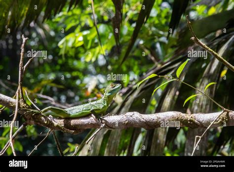 Tortuguero National Park Costa Rica A Female Emerald Basilisk