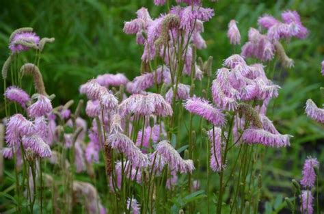 Sanguisorba Hakusanensis Pink Brushes Frikarti Stauden Ag