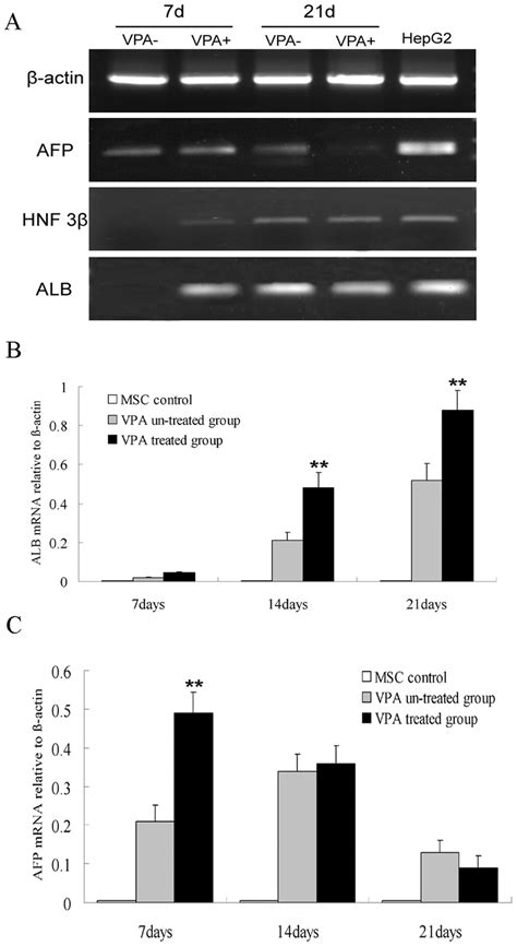 Hepatic Gene Expressions Of Differentiated Cells At The Mrna Level A