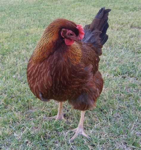 Hot Breeds For Hot Climates With Images Chickens Backyard Breeds