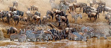 The Great Wildebeest Migration Best Nature S Epic Odyssey 2024