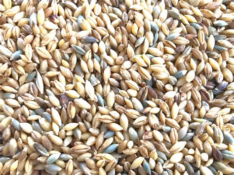 Naked Barley Research Tops Million In Grants College Of