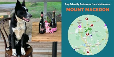 Dog Friendly Weekend Getaway from Melbourne: Mount Macedon | Pupsy