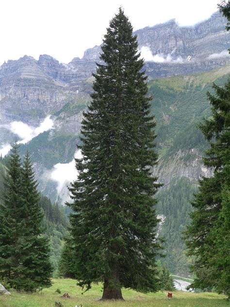 Die Fichte Picea Abies