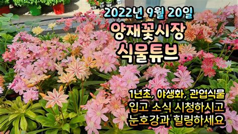 가을 입고 식물들 아이쇼핑 하시듯 시청하시면서 눈호강과 힐링 하시길 바래요~~ 2022년 9월 20일 양재꽃시장 식물튜브