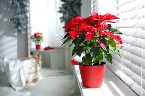 Comment Garder Un Poinsettia Apr S No L Conseils