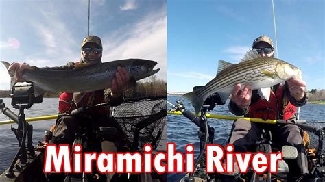 Striped Bass And Spring Atlantic Salmon Kayak Fishing Miramichi River