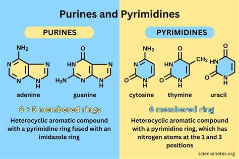 Purinas y Pirimidinas