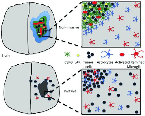 A Schematic Of Cspg Induced Inhibition Of Tumor Invasion Via Regulation