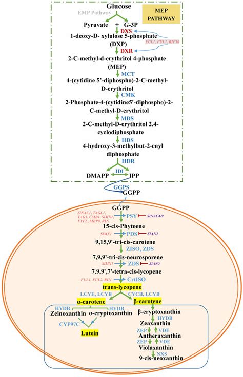 The Pathway Of Carotenoid Biosynthesis And Its Transcriptional Download Scientific Diagram