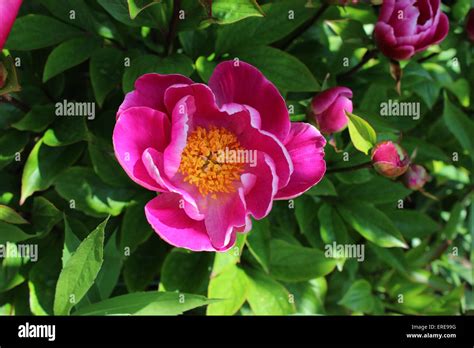 England Dorset Garden Flowersgarden Flowers Peony Globe Of Light