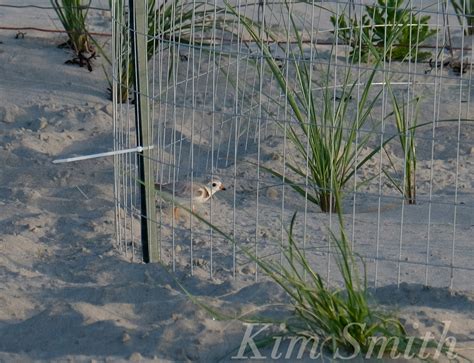 piping plover nest Gloucester | Kim Smith Films