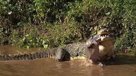 Crocodilo Devora Filhote De Hipop Tamo Em Momento Raro Veja V Deo