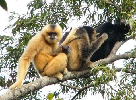 Hainan black crested gibbon - Alchetron, the free social encyclopedia