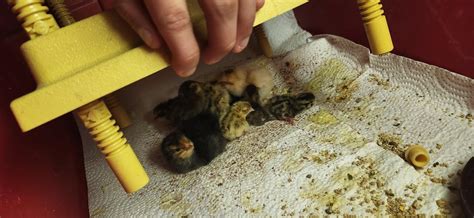 Urgent help with baby quails : r/quails