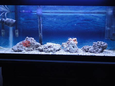 20 Gallon Long Reef Tank (NEW) | Saltwaterfish.com Forums for Fish Lovers!