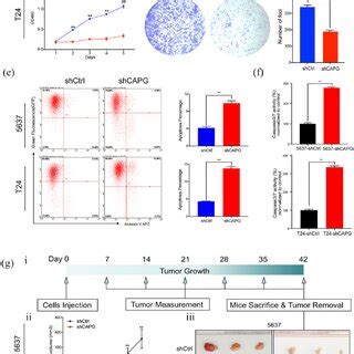 CAPG Knockdown Attenuated TCC Cells Tumorigenic Ability A QRT PCR