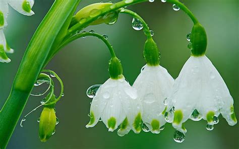 HD wallpaper: Spring Flowers Drops Of Rain Hd Wallpaper | Wallpaper Flare