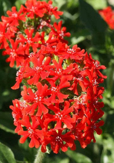 LYCHNIS CHALCEDONICA The Collectors Corner Buy Unusual Perennial