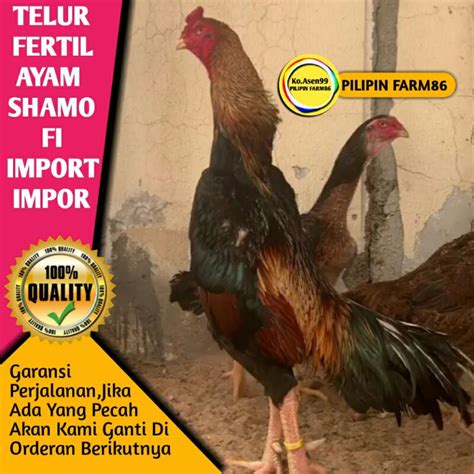 Jual Telur Tetas Ayam Shamo Import Impor Jepang Asli Original Ori Bukan