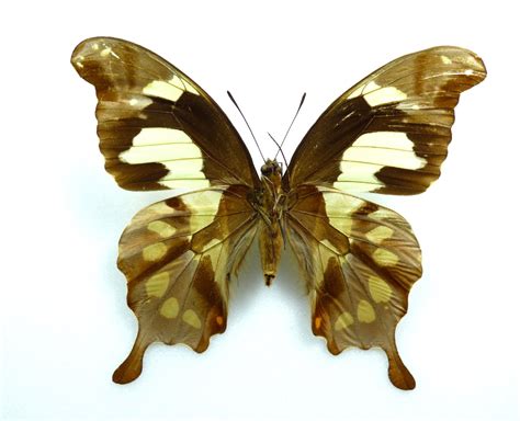 Papilio Pelodorus Ssp Vesper Female Aureus Butterflies And Insects