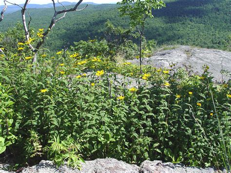 Helianthus Divaricatus Woodland Sunflower Go Botany