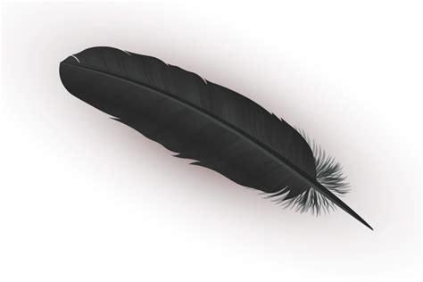 Black Feather Meaning And Symbolism Color Meanings